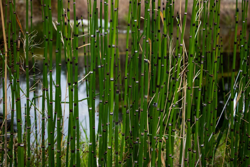 Equisetum hyemale