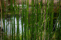 Equisetum hyemale