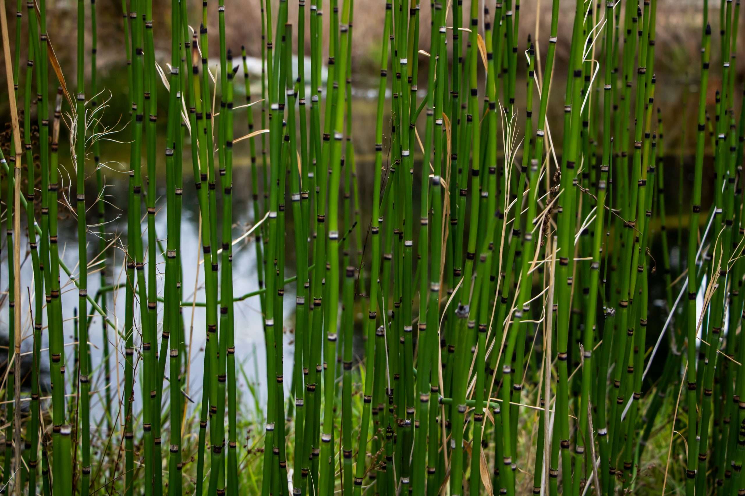 Equisetum hyemale