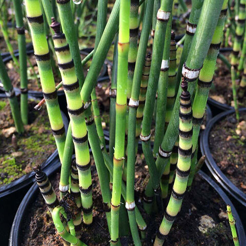 Equisetum robustum