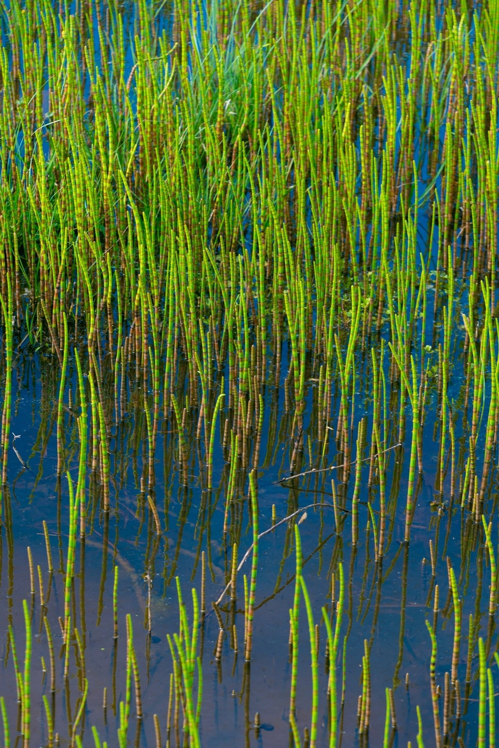 Equisetum fluviatile