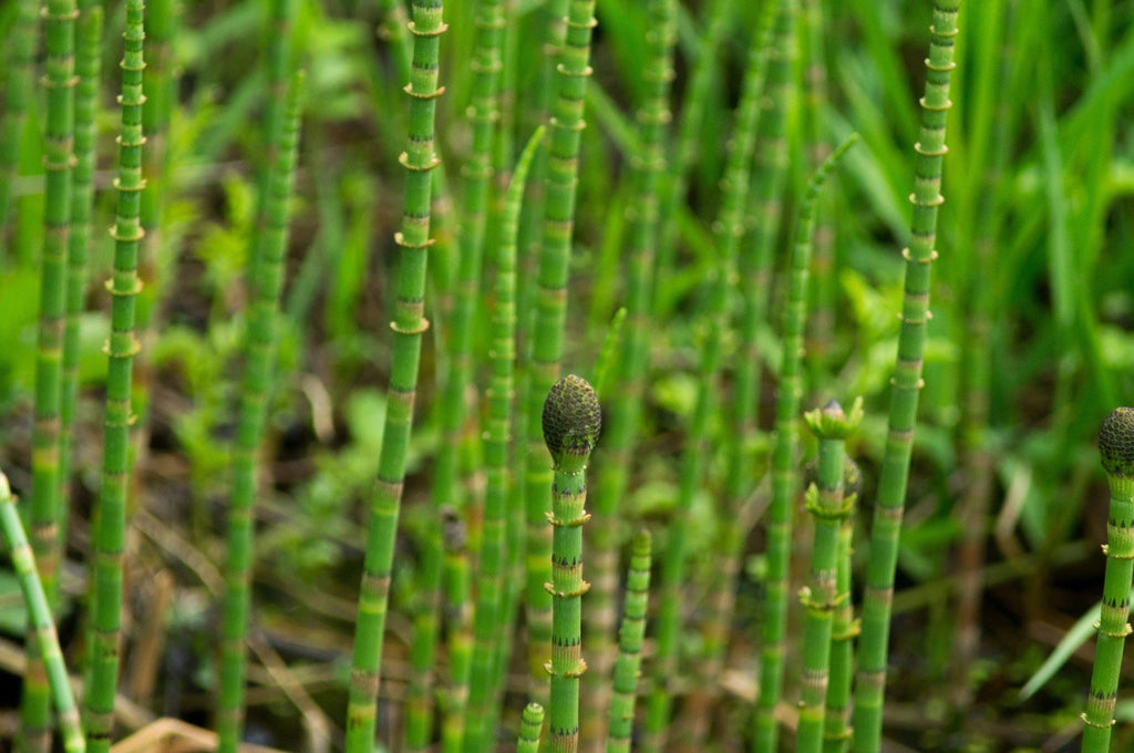 Equisetum fluviatile