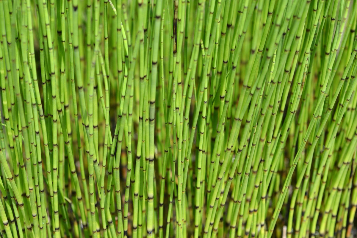 Equisetum fluviatile
