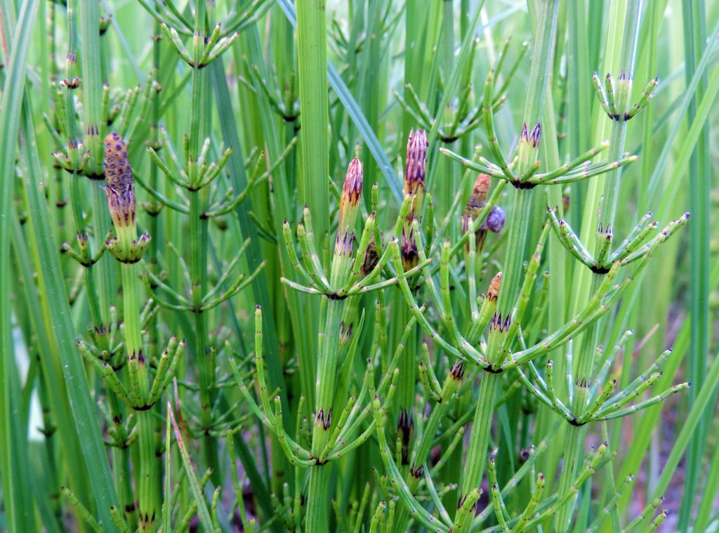 Equisetum fluviatile