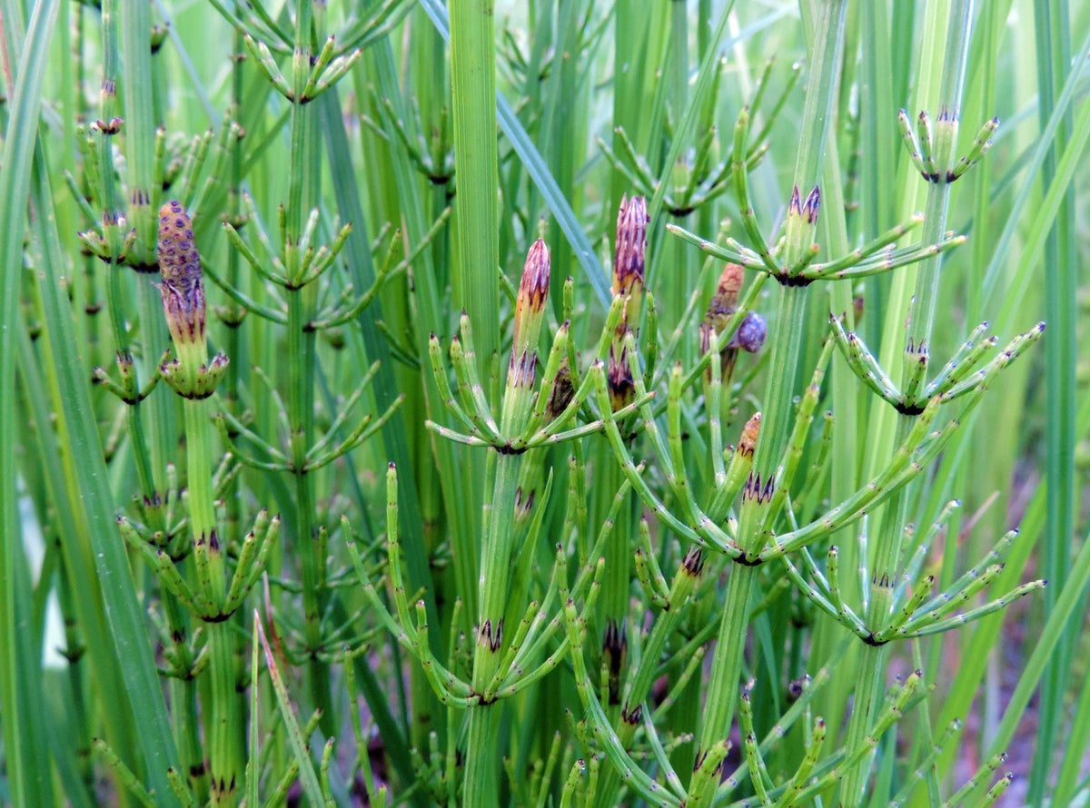 Equisetum fluviatile