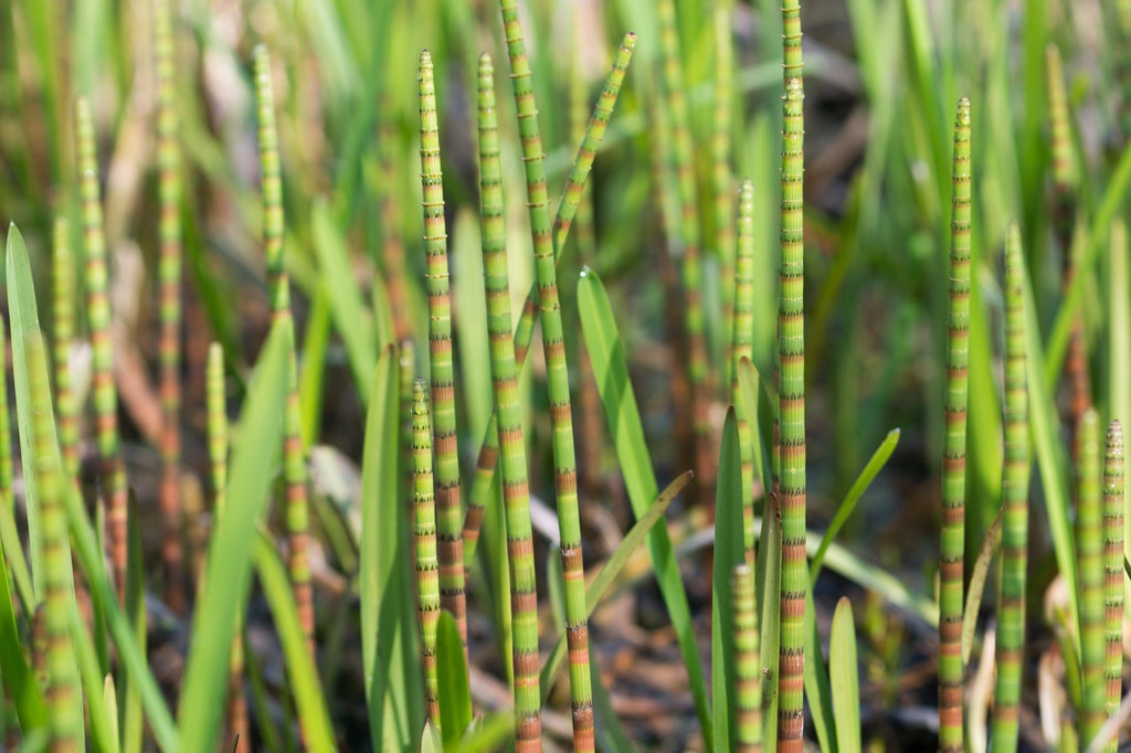 Equisetum fluviatile