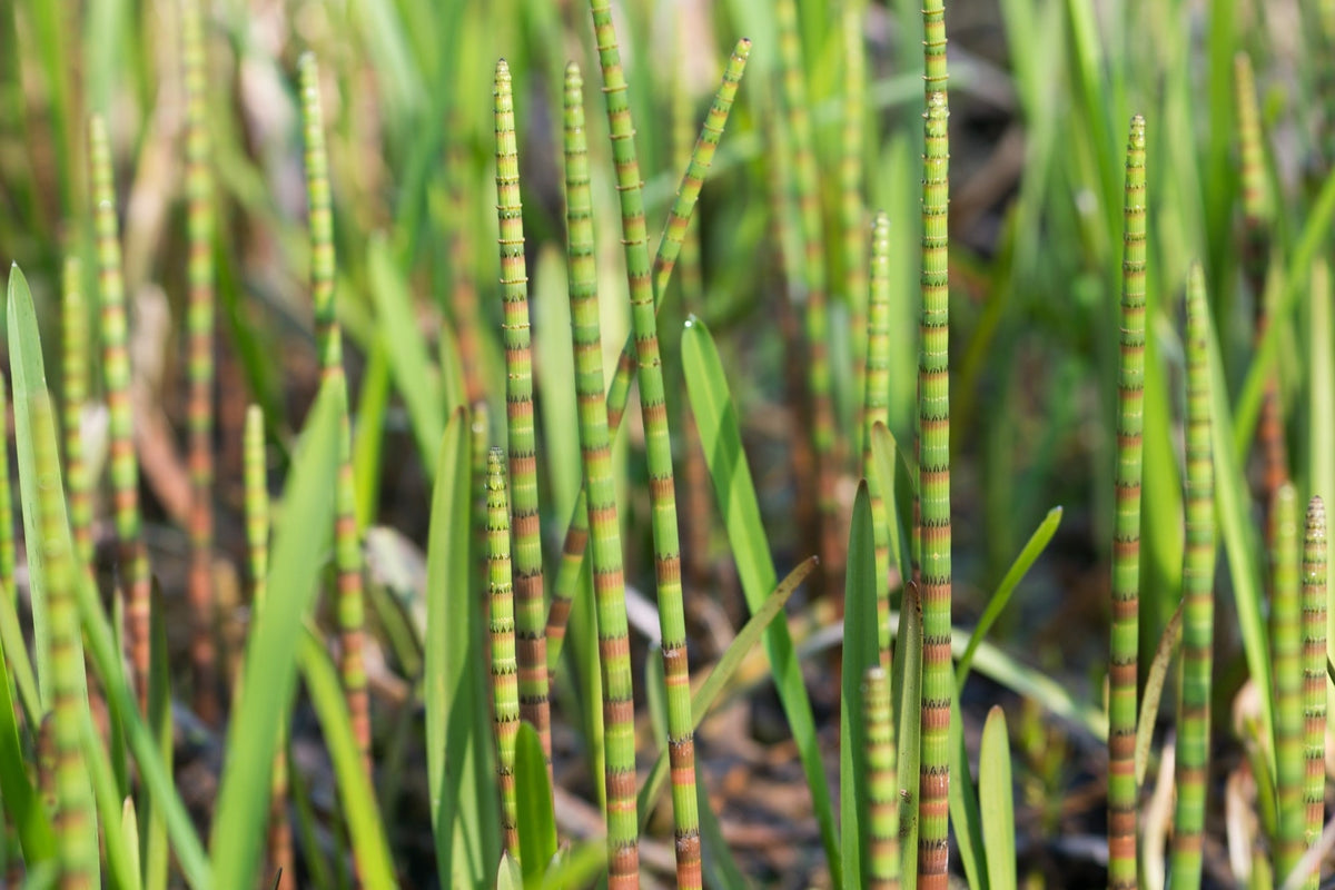 Equisetum fluviatile