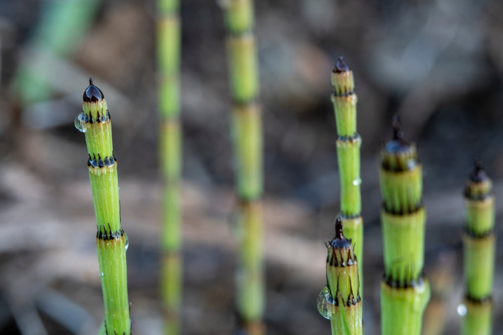 Equisetum fluviatile