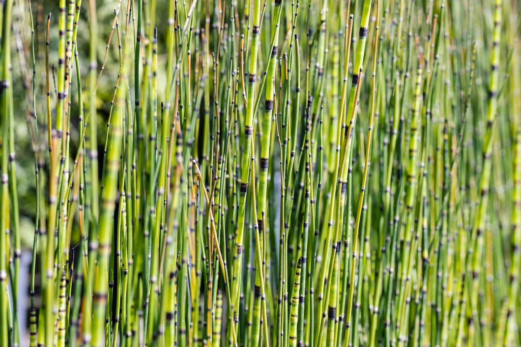 Equisetum robustum