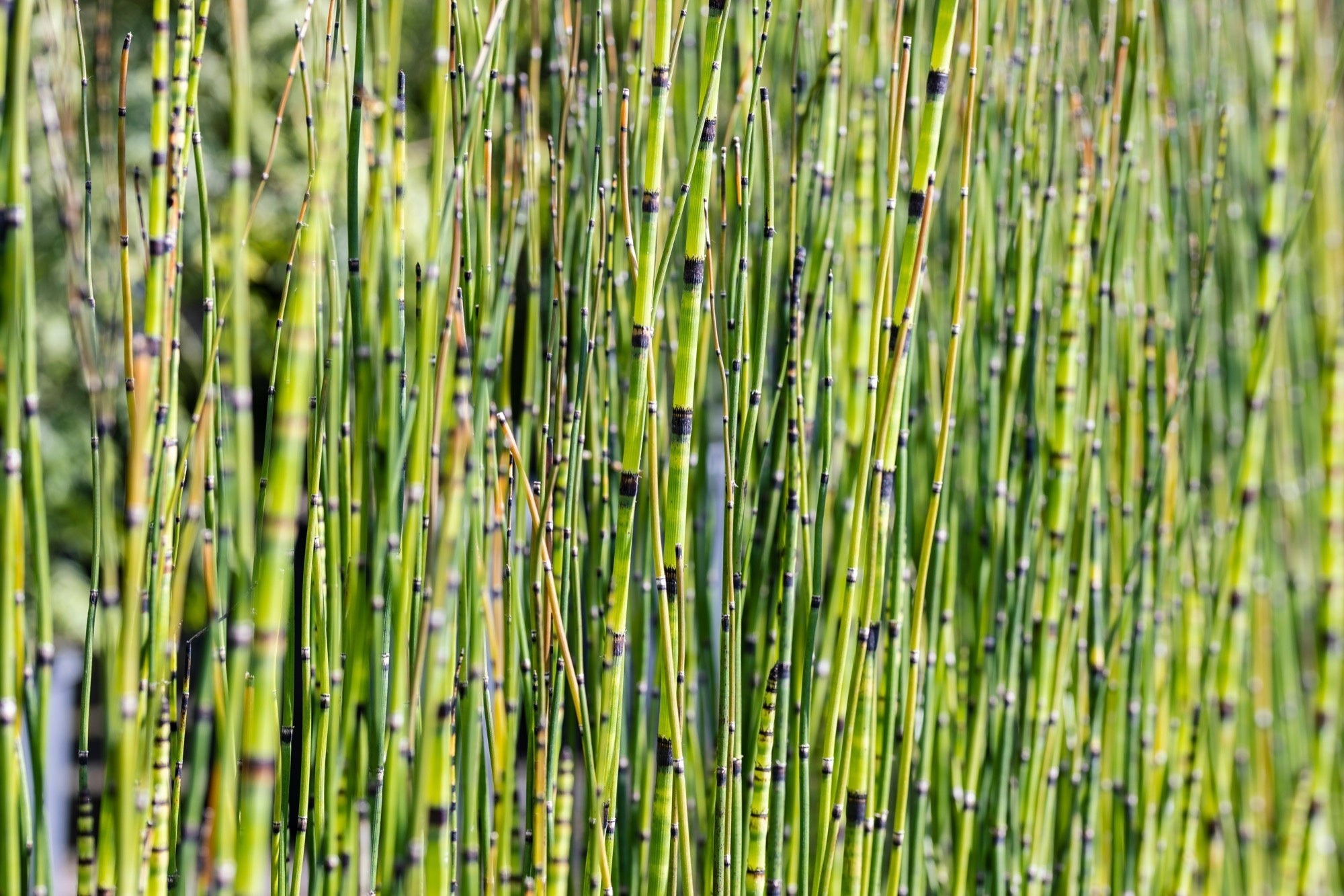 Equisetum robustum