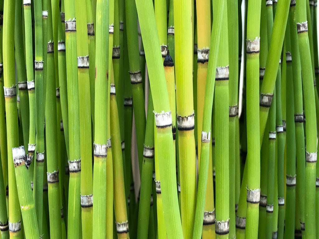 Equisetum robustum