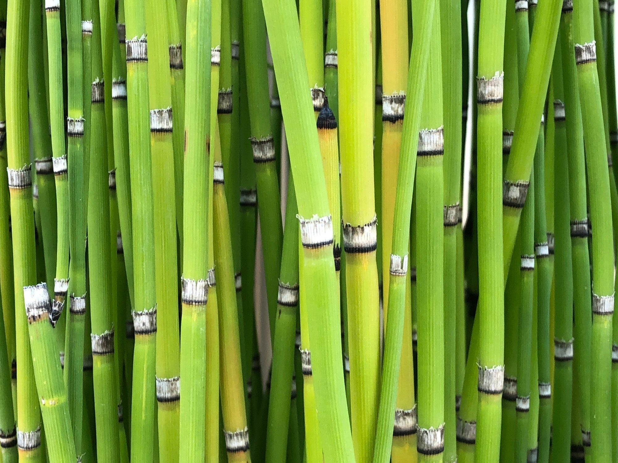 Equisetum robustum