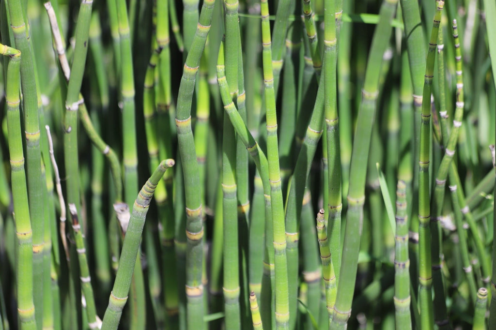 Equisetum robustum