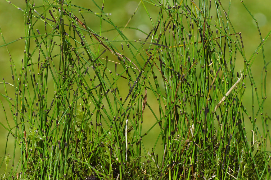 Equisetum scirpoides