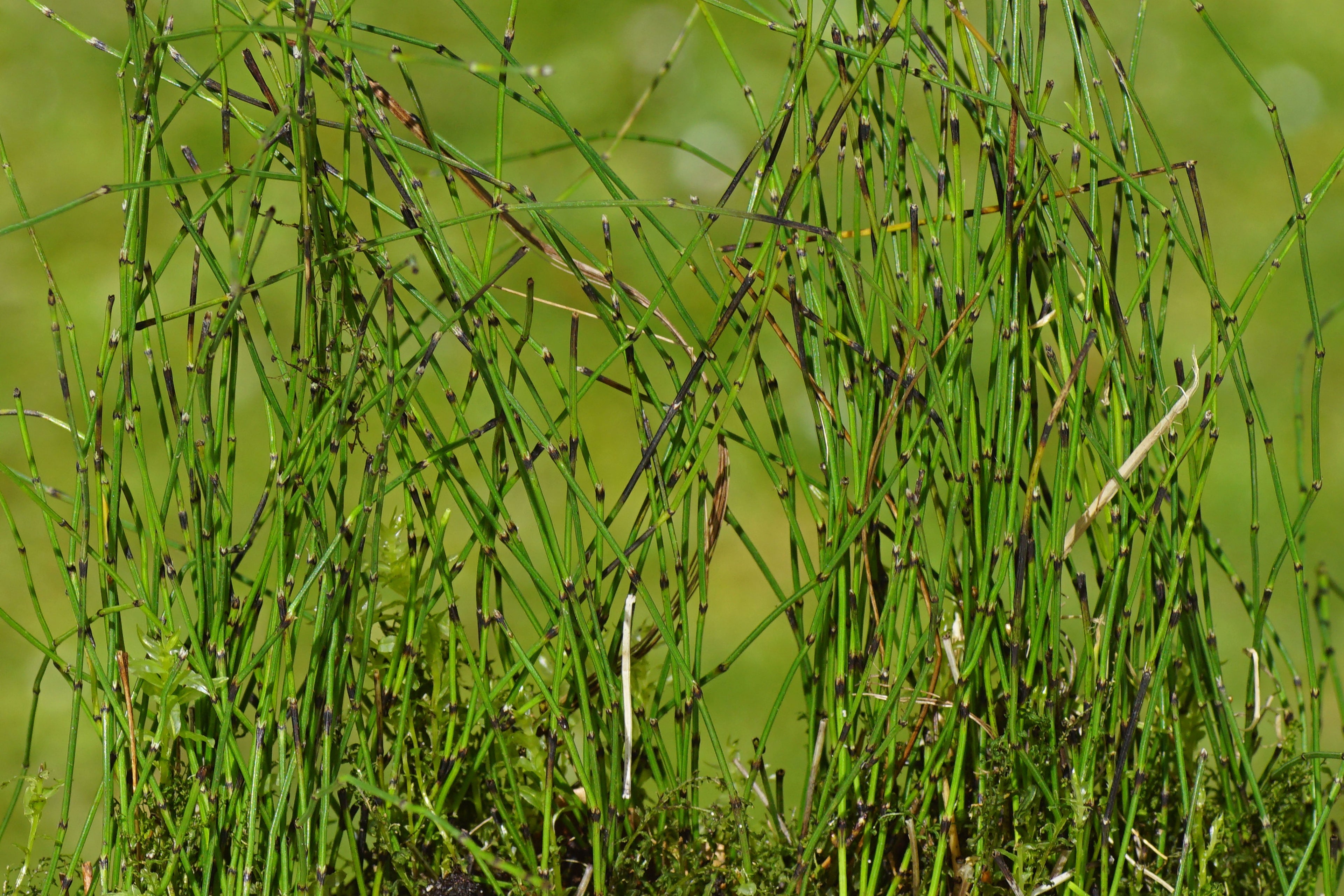 Equisetum scirpoides