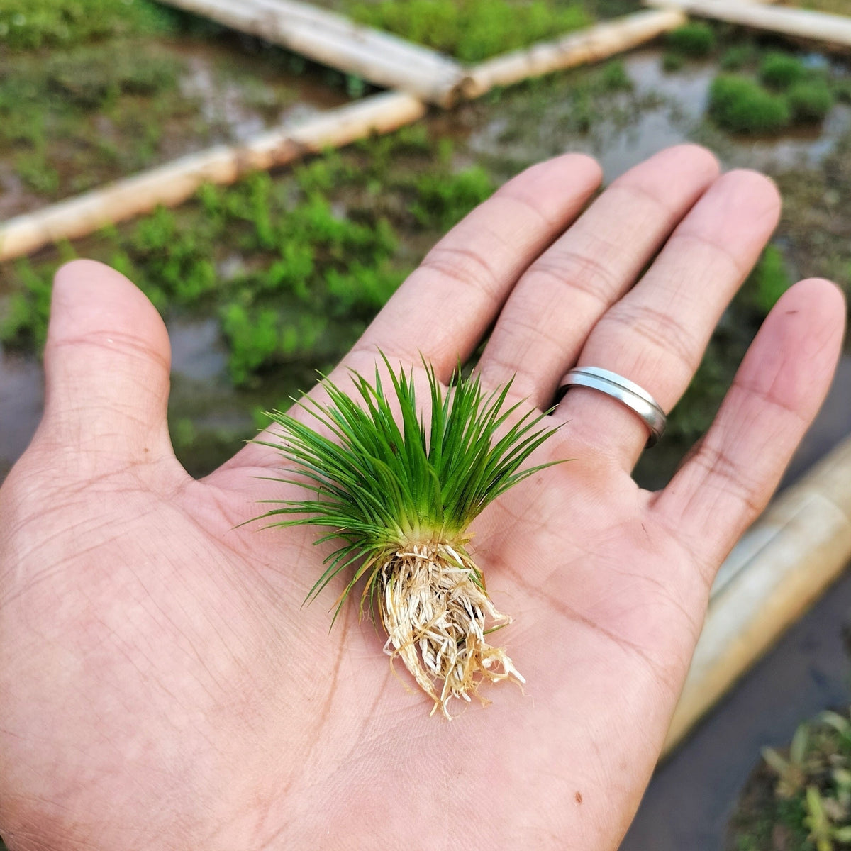 Eriocaulon cinereum