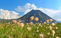 Eriophorum russeolum