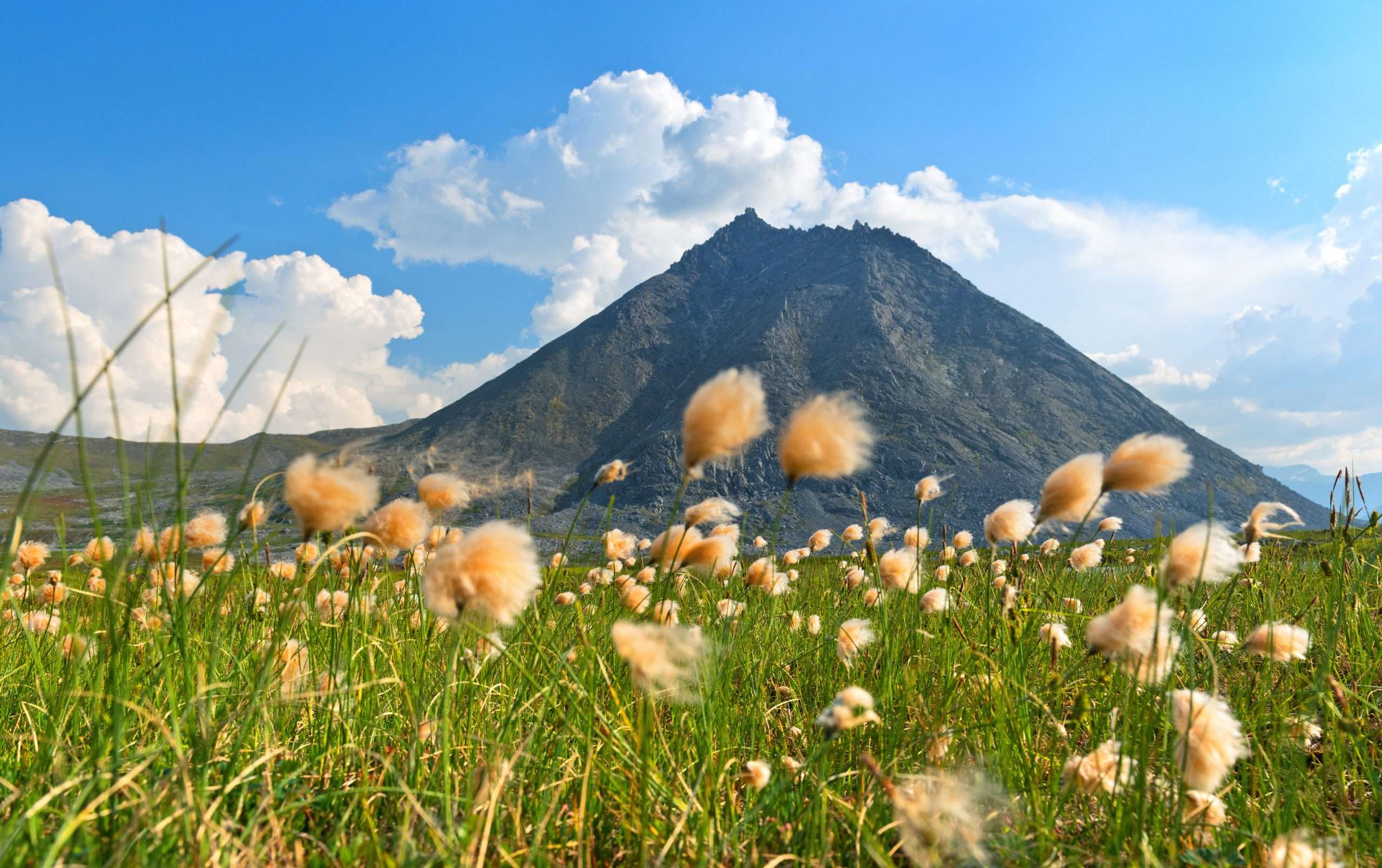Eriophorum russeolum