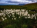 Eriophorum scheuchzeri