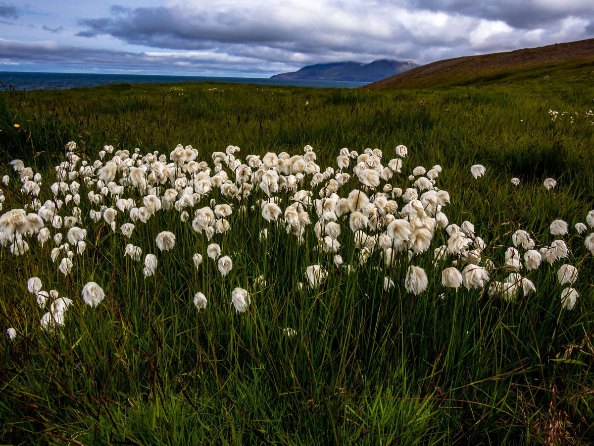 Eriophorum scheuchzeri