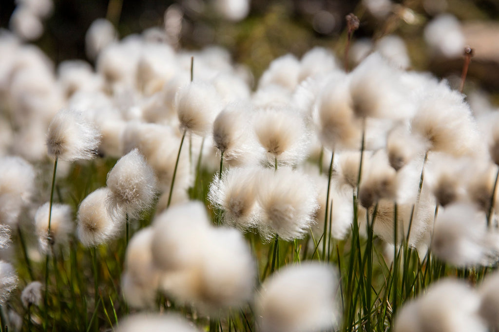 Eriophorum angustifolium