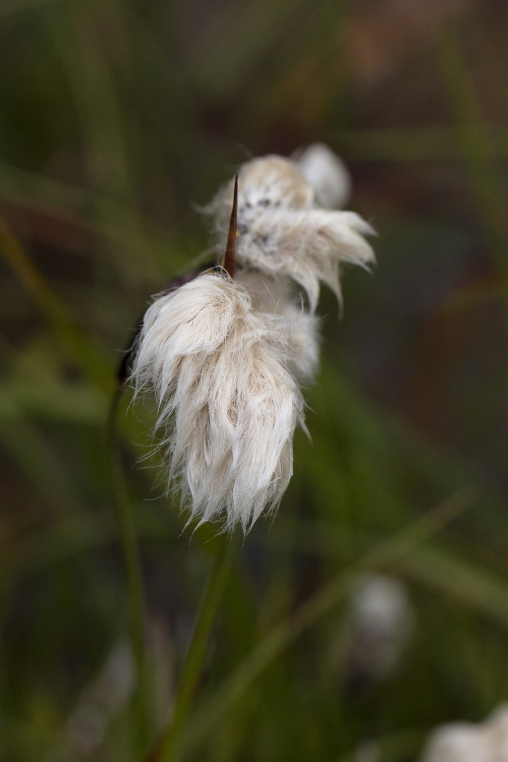 Eriophorum angustifolium