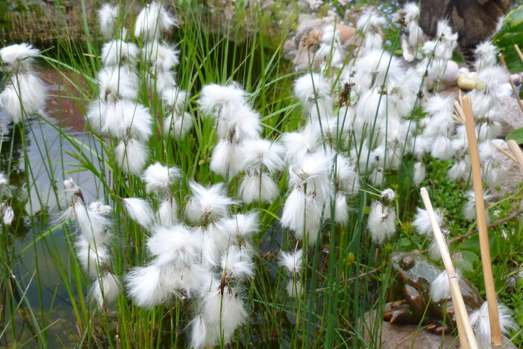 Eriophorum angustifolium