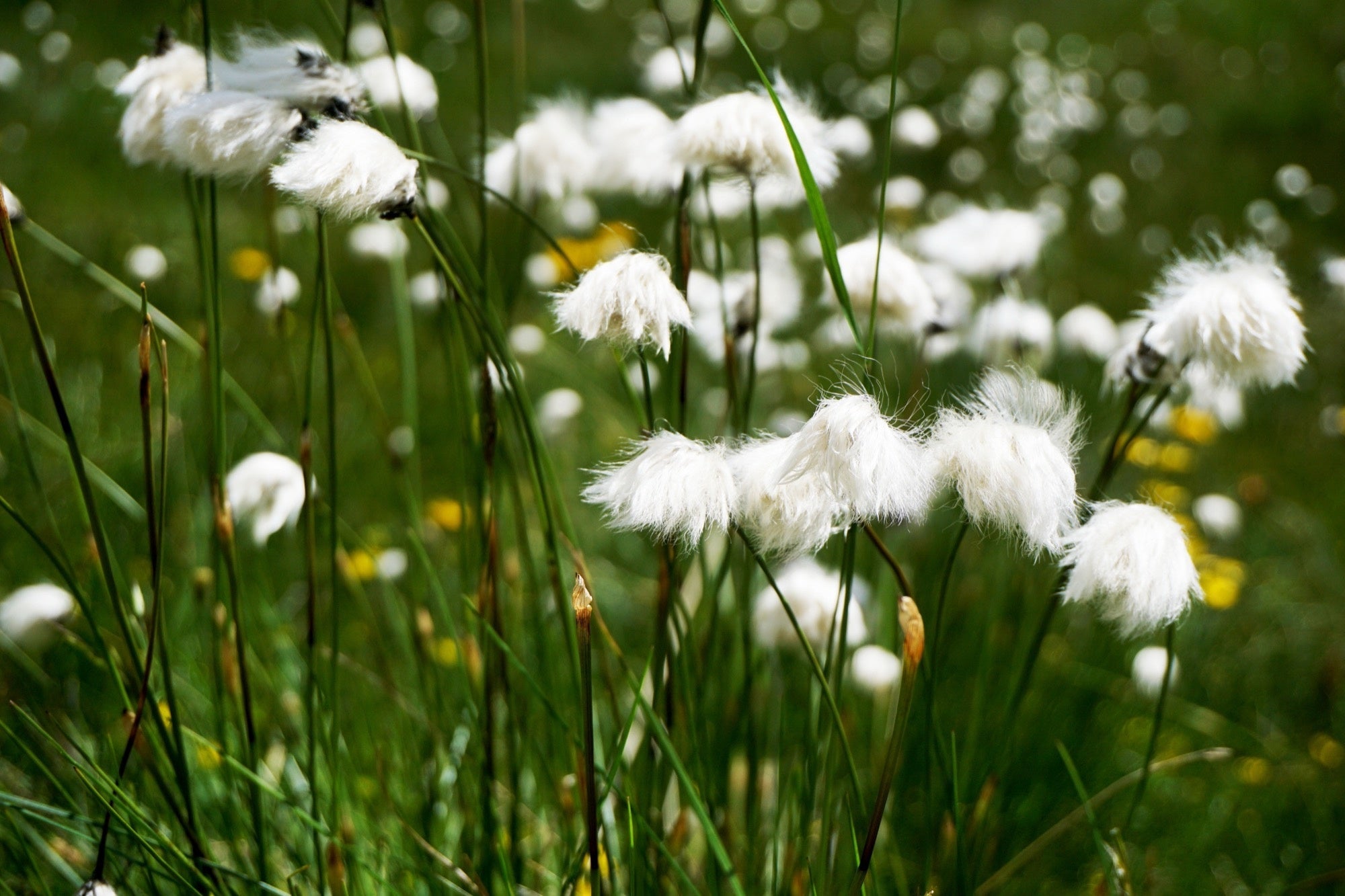 Eriophorum scheuchzeri
