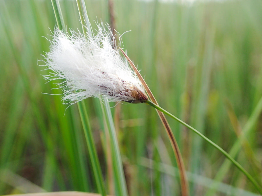Eriophorum scheuchzeri