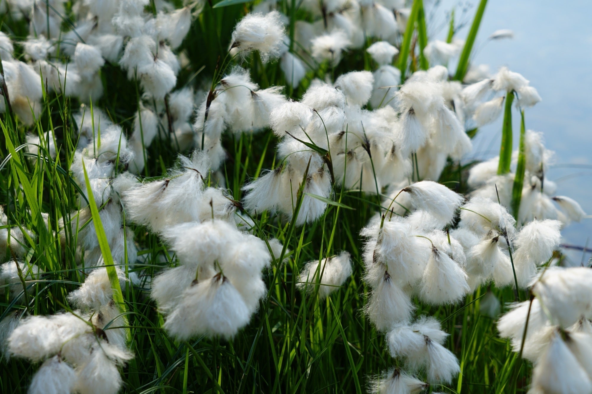 Eriophorum scheuchzeri