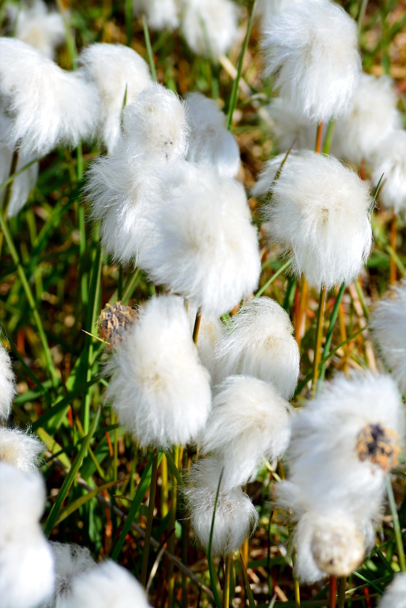 Eriophorum scheuchzeri