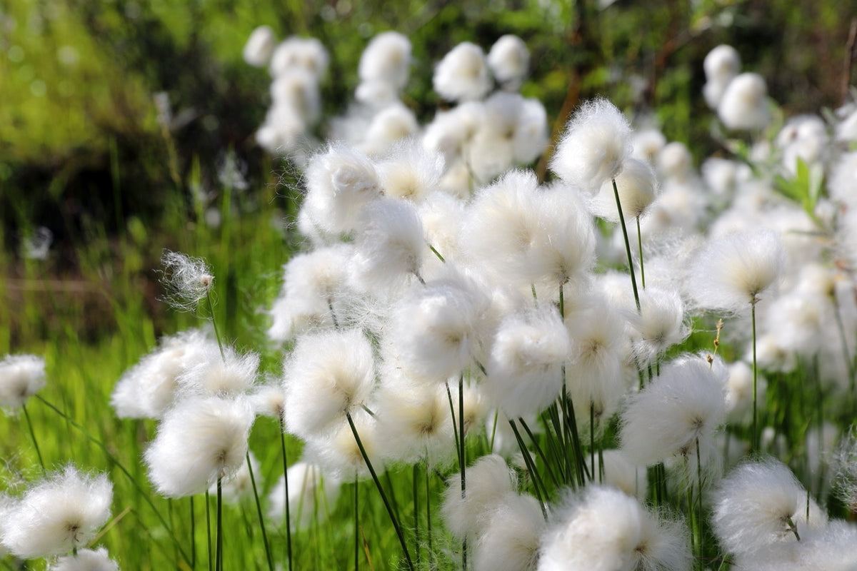 Eriophorum scheuchzeri