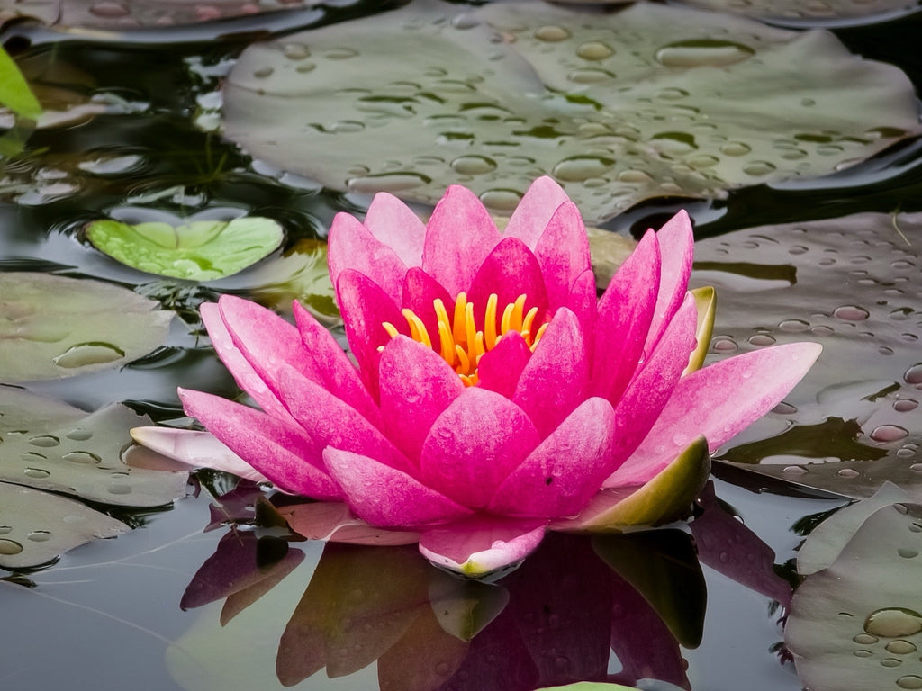 Nymphaea 'Escarboucle'