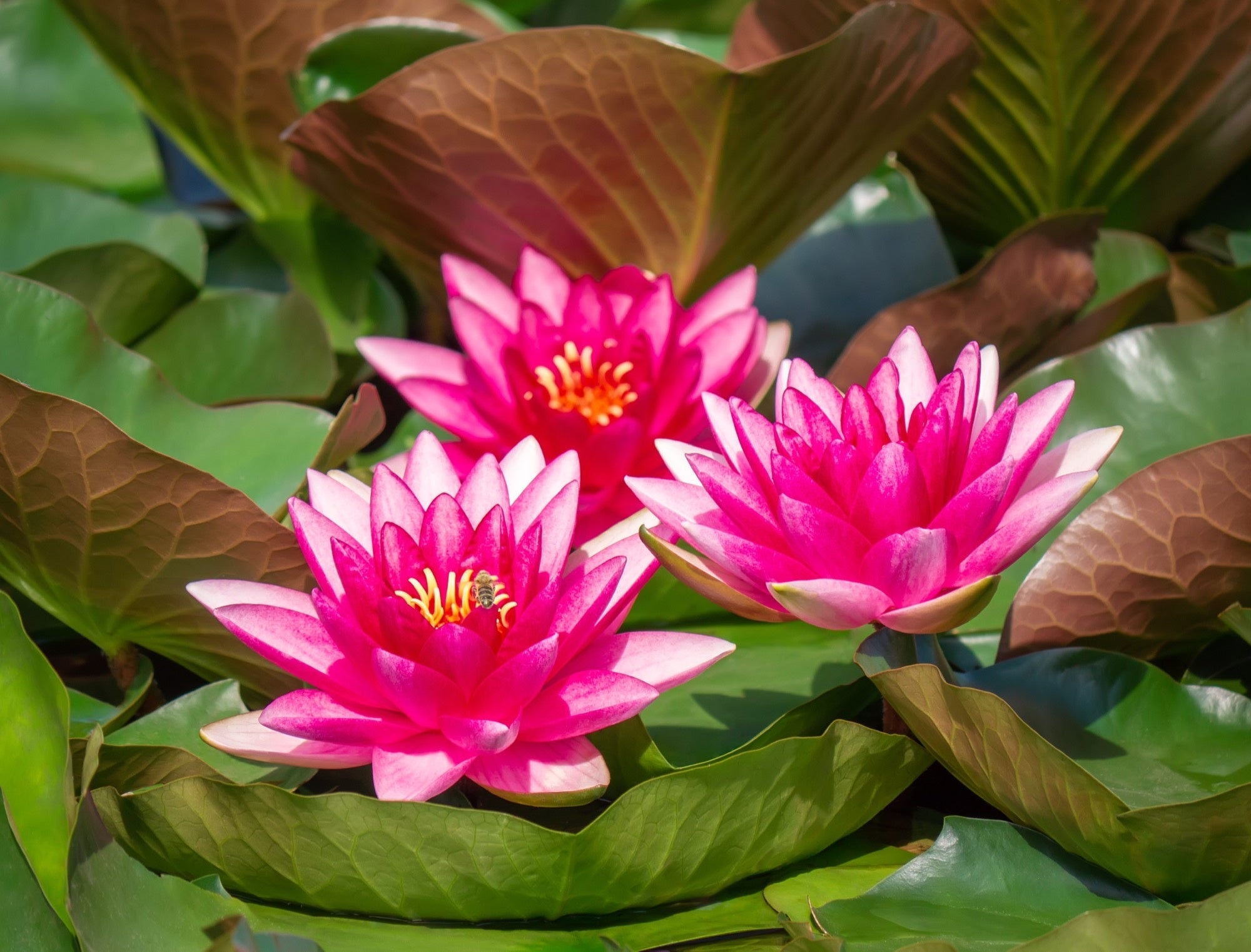 Nymphaea 'Escarboucle'