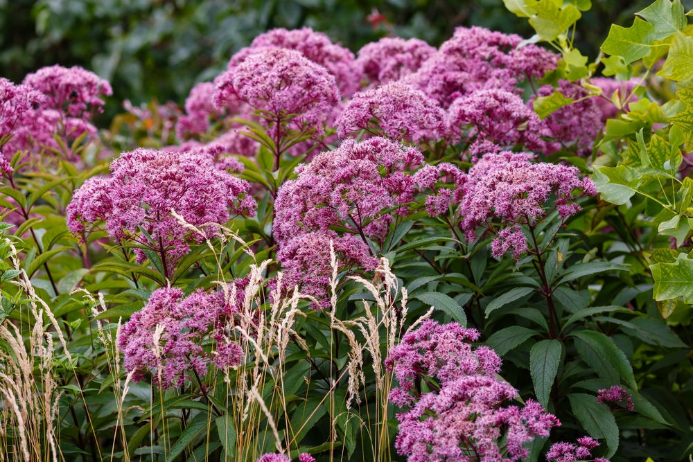 Eupatorium cannabinum