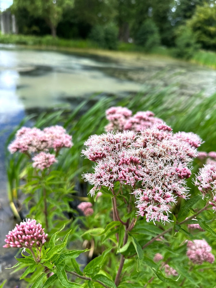 Eupatorium cannabinum