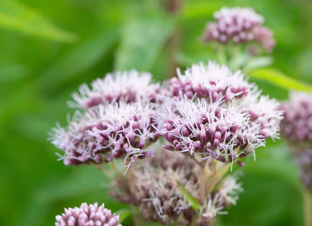 Eupatorium cannabinum