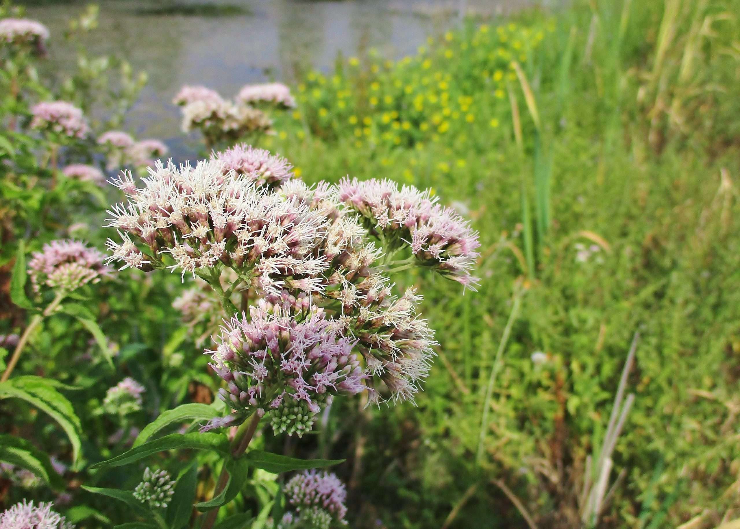 Eupatorium cannabinum