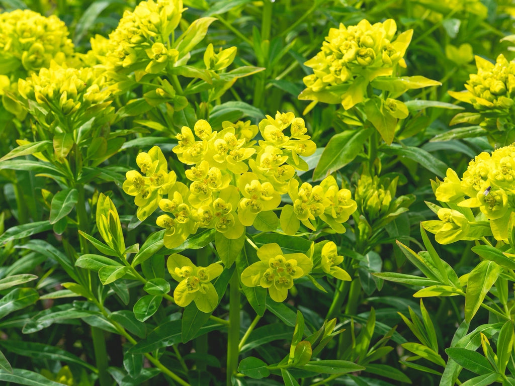 Euphorbia palustris