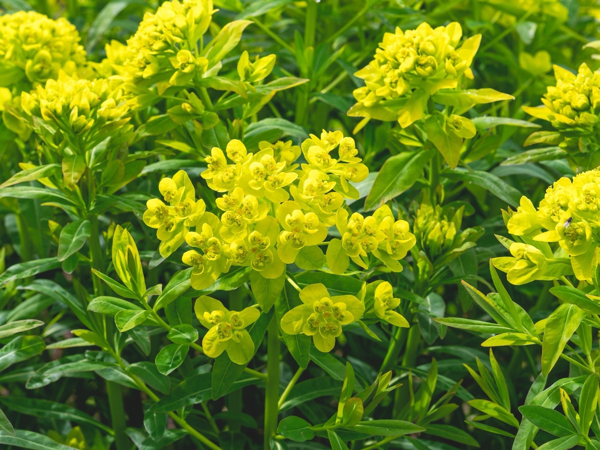 Euphorbia palustris