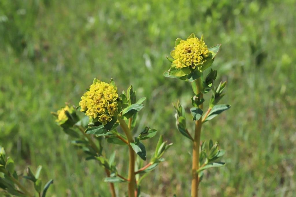 Euphorbia palustris