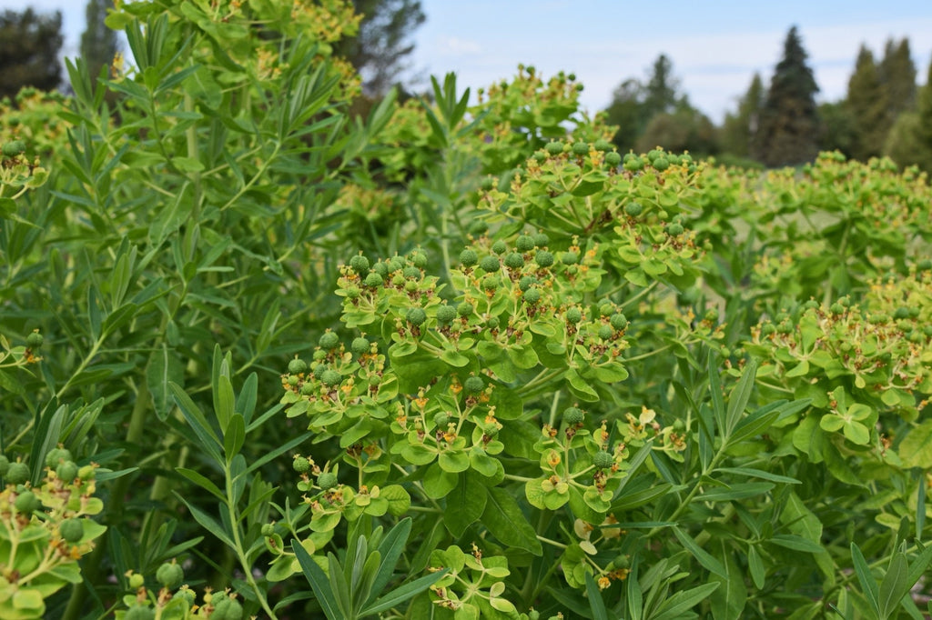 Euphorbia palustris