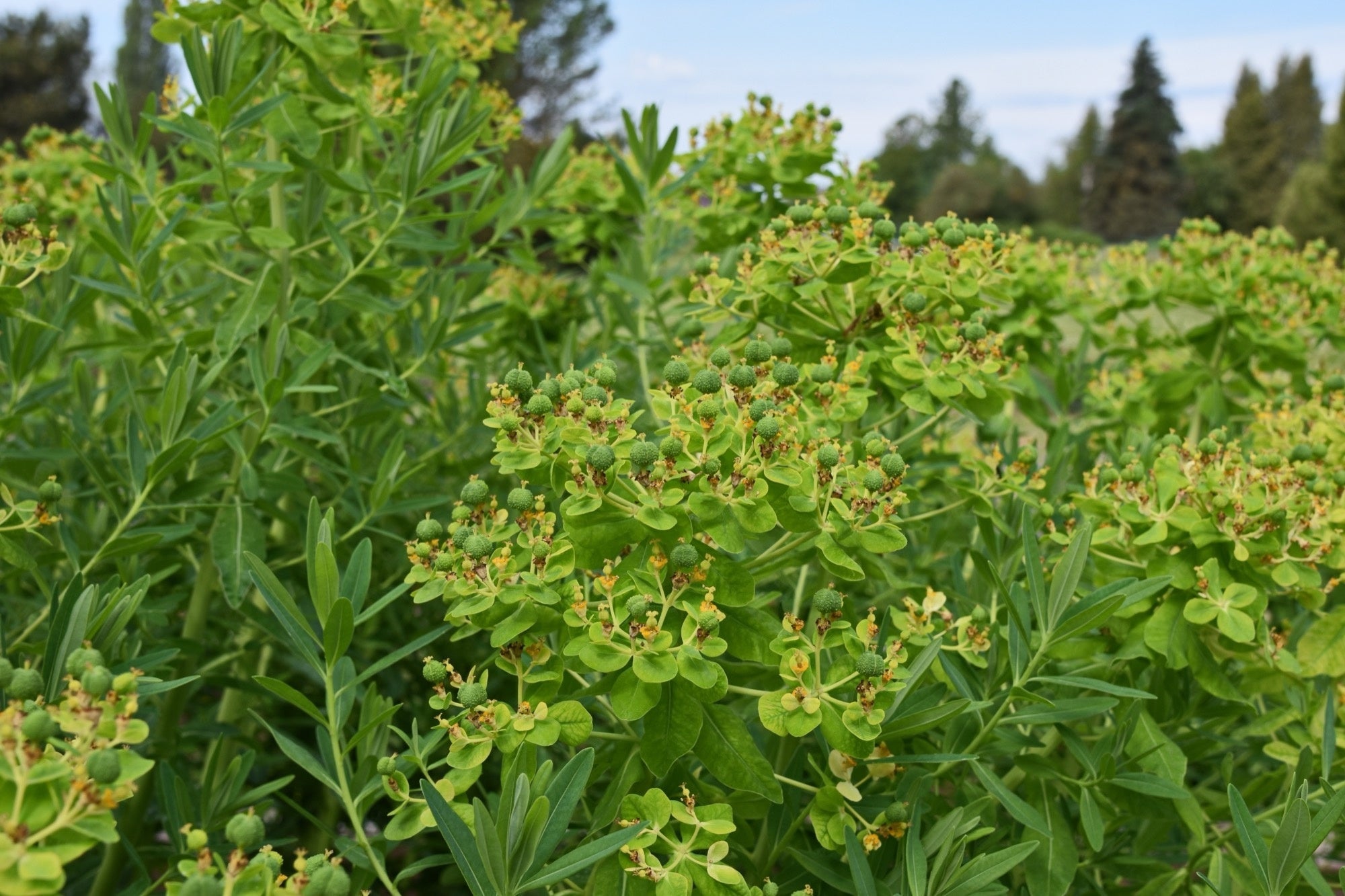 Euphorbia palustris