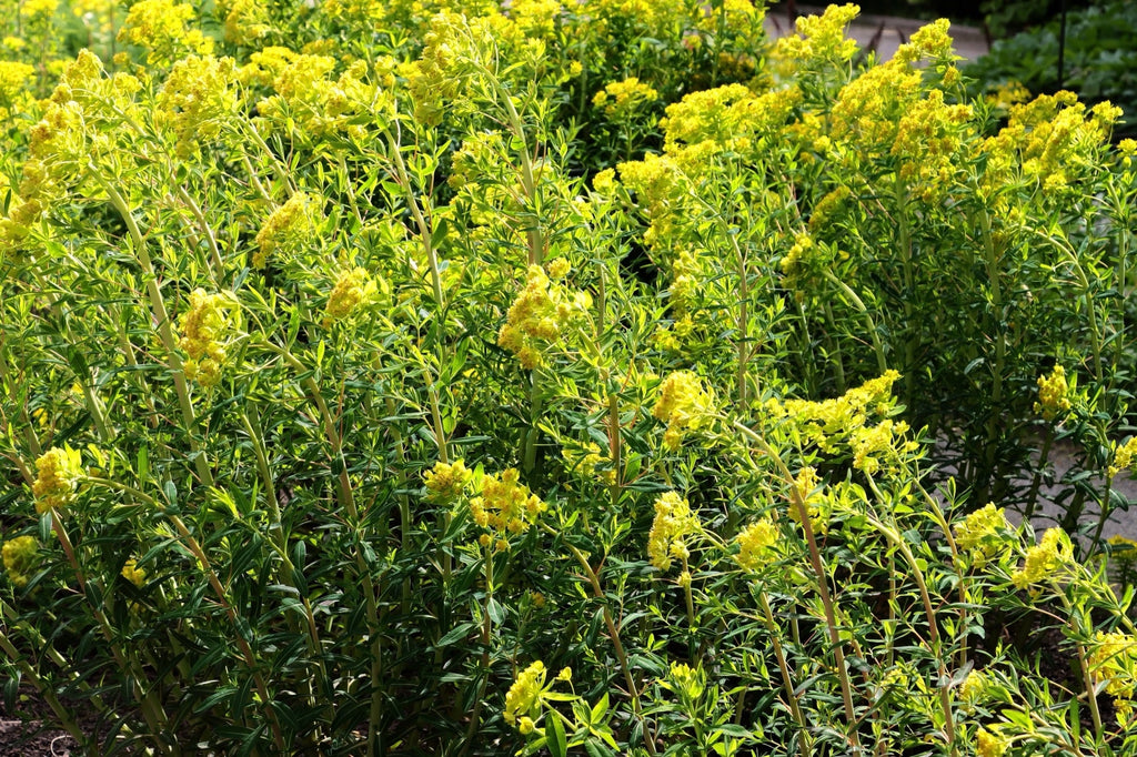 Euphorbia palustris