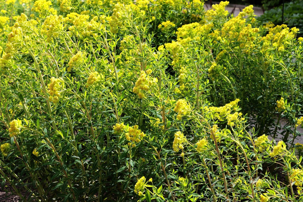 Euphorbia palustris