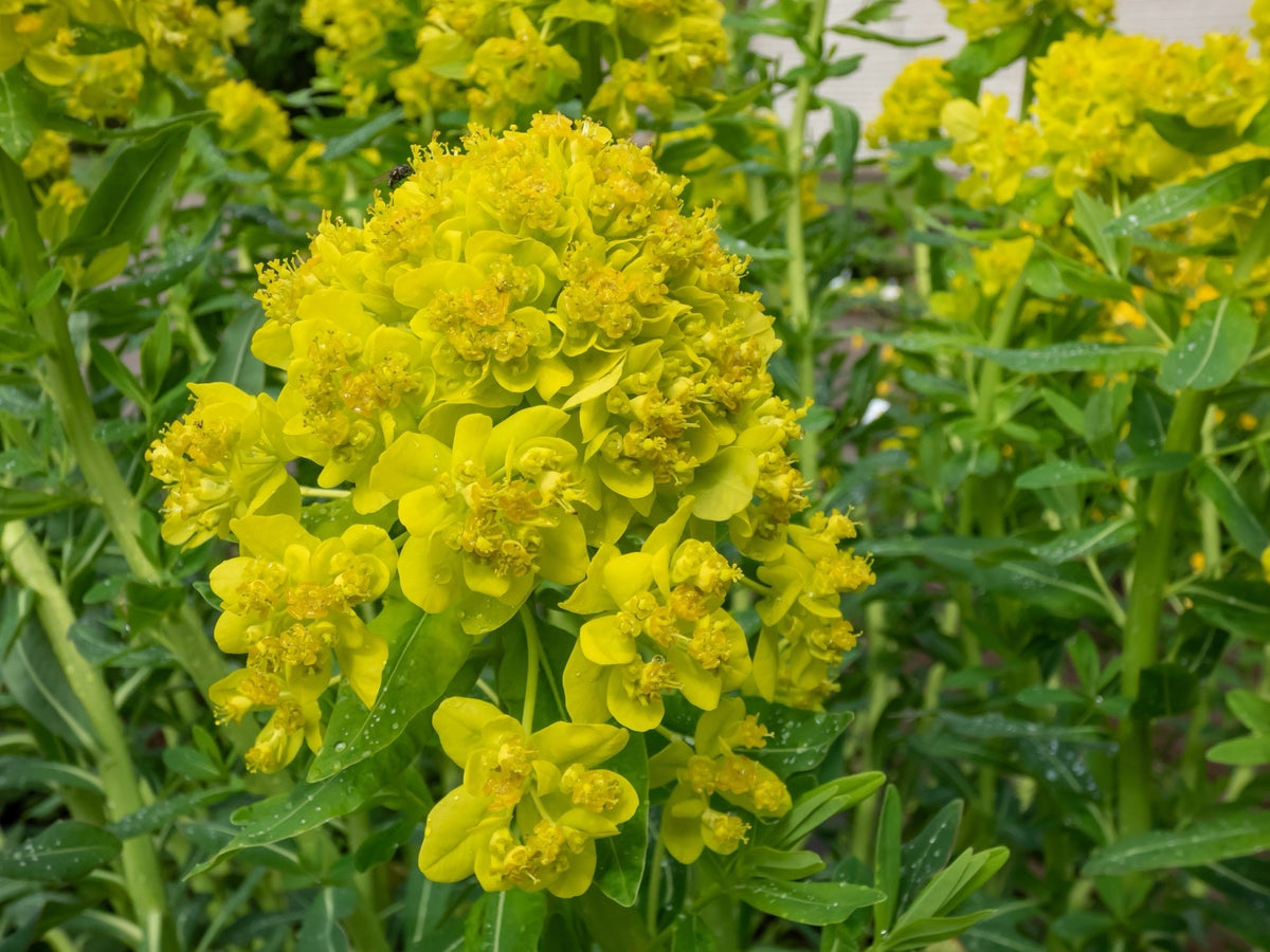 Euphorbia palustris
