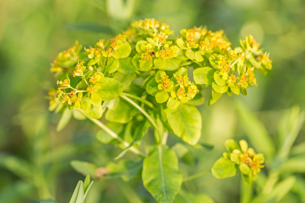 Euphorbia palustris