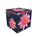 Pond Plant UK Fabiola Pink Boxed Water Lily