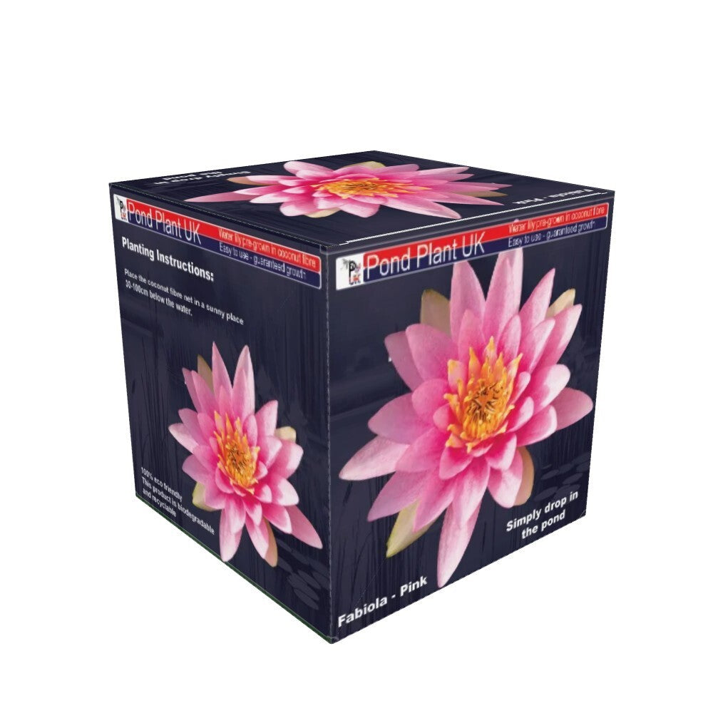 Pond Plant UK Fabiola Pink Boxed Water Lily