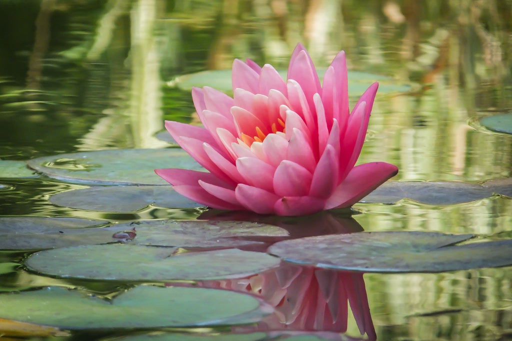 Nymphaea 'Fabiola'